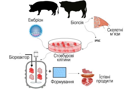 Як виробляється культивоване штучне м'ясо?