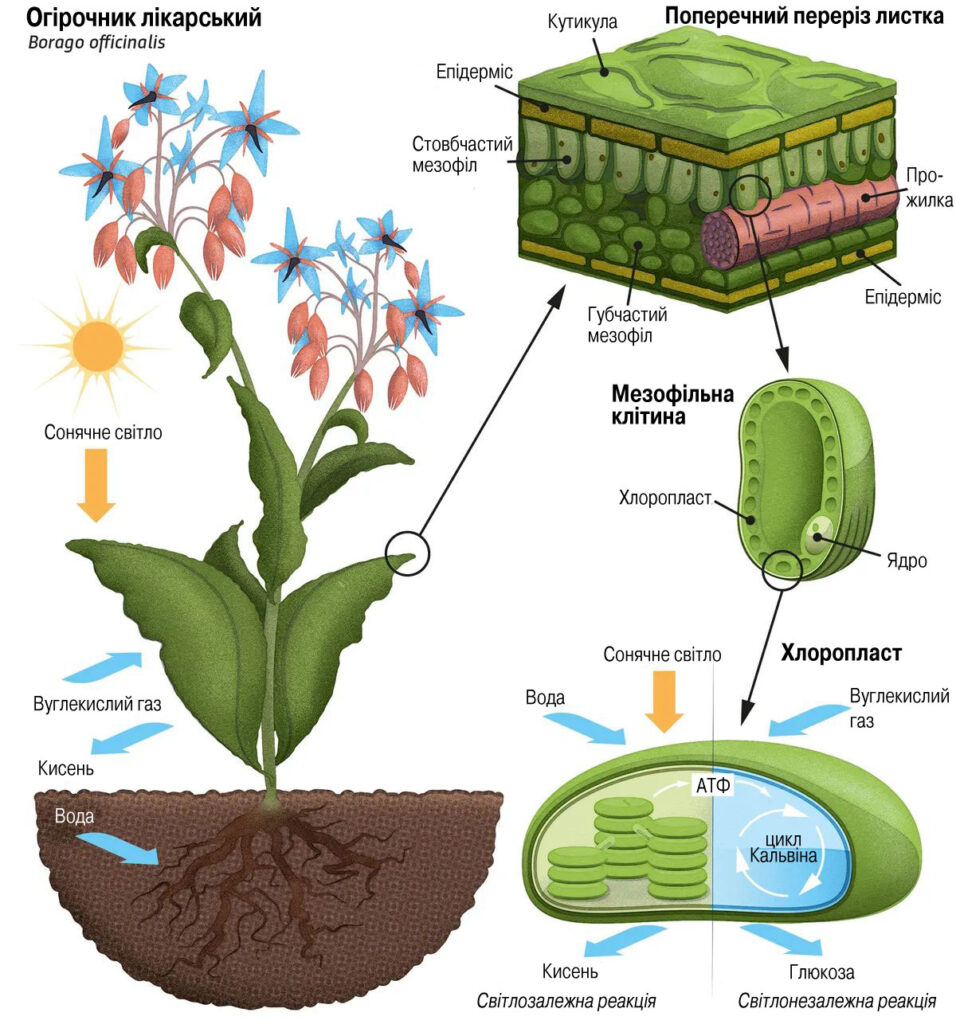 Як відбувається фотосинтез