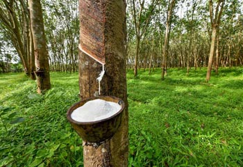 Природний каучук добувають із молочного соку деяких тропічних дерев