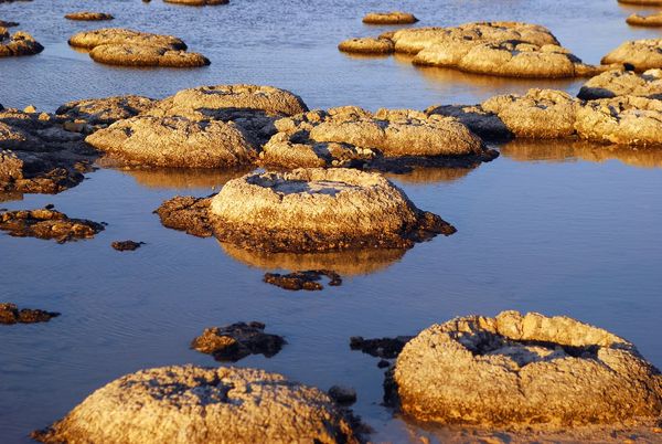 Строматоліти –  найдавніші з відомих скам'янілостей і найдавніші докази життя на Землі. 
