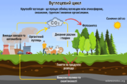 Кругообіг вуглецю - це процес обміну вуглецем між атмосферою, океанами, ґрунтом і живими організмами.