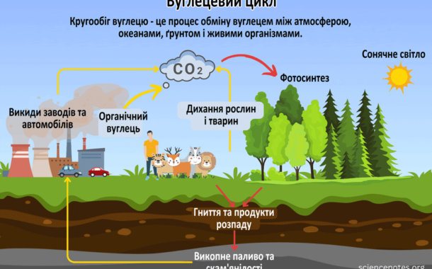 Вуглецевий цикл