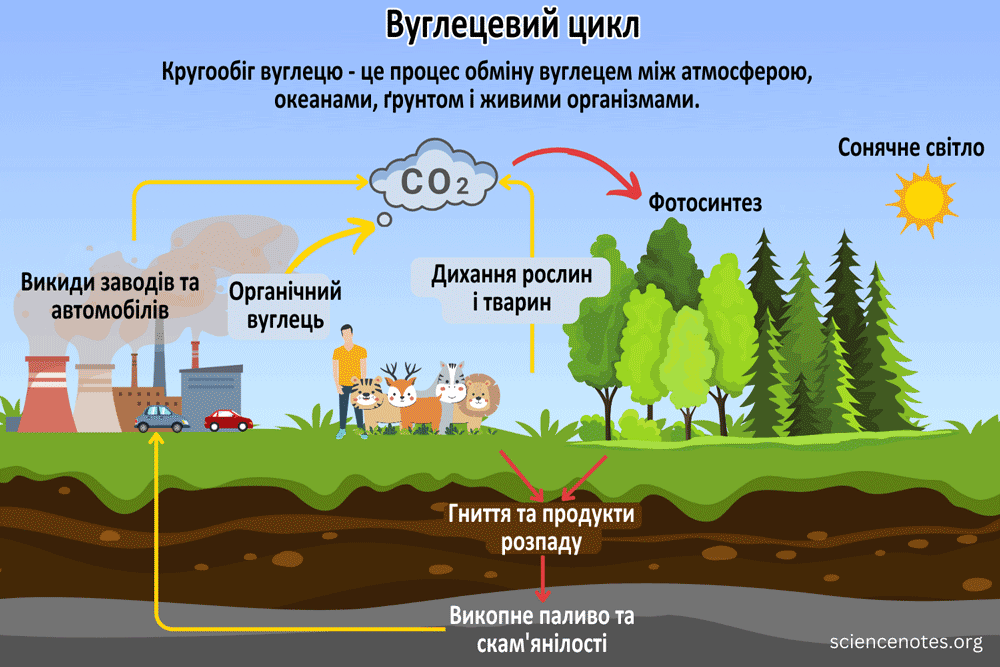 Вуглецевий цикл