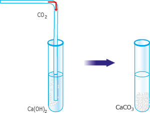Взаємодія вуглекислого газу з вапняною водою