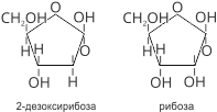 Пентози: дезоксирибоза, рибоза