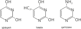 Піримідинові основи: урацил, тимін, цитозин