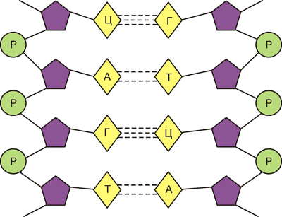 хема подвійної спіралі ДНК