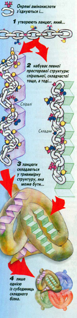 Схема структури білкової молекули